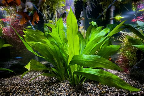 amazon sword philippines|Amazon Sword Plant Care & Propagation Guide .